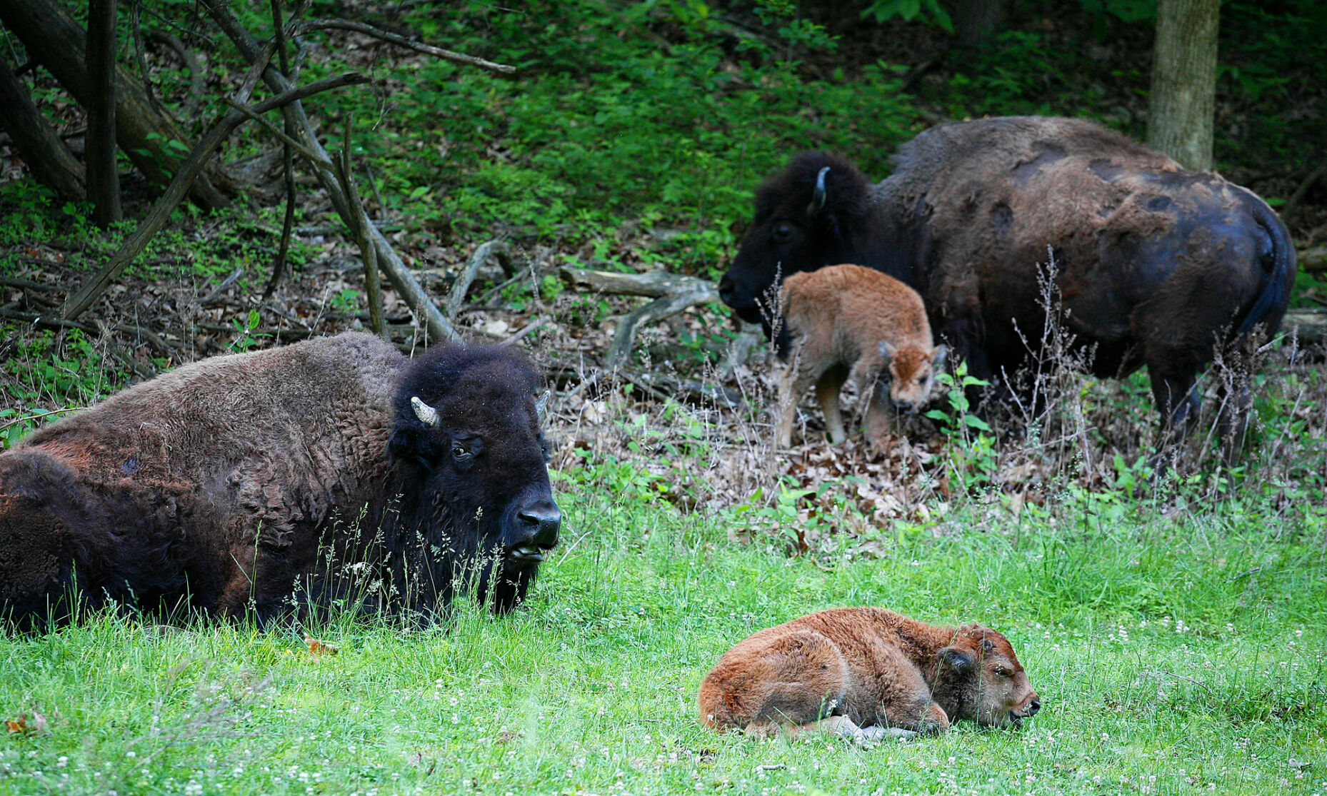 Lone Elk Park